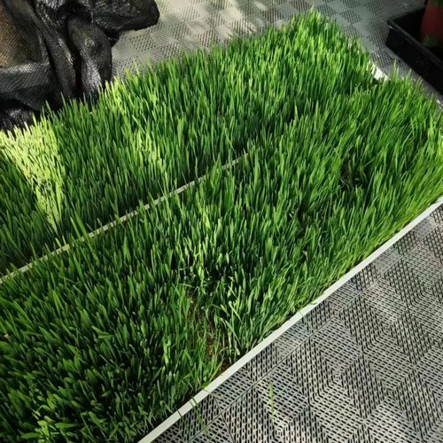 {当前产品的产品关键词轮巡使用}